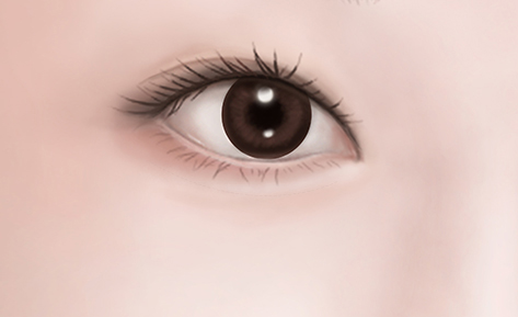 上眼瞼・下眼瞼